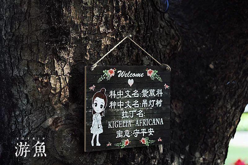 可爱啄木鸟逃脱
